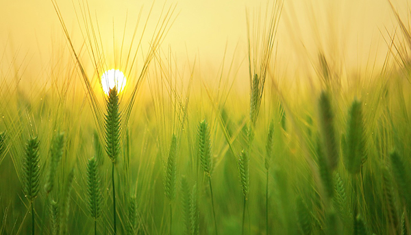 Couverture de Agriculture