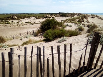 Couverture de Les Orpellières, trésor du Languedoc